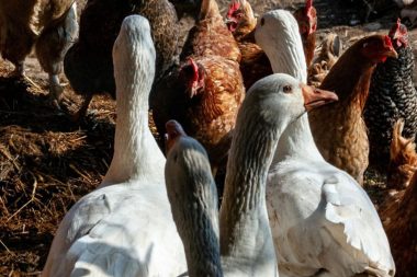 Influenza Aviar en aves de traspatio en Argentina: Sin impacto en el estatus sanitario del país