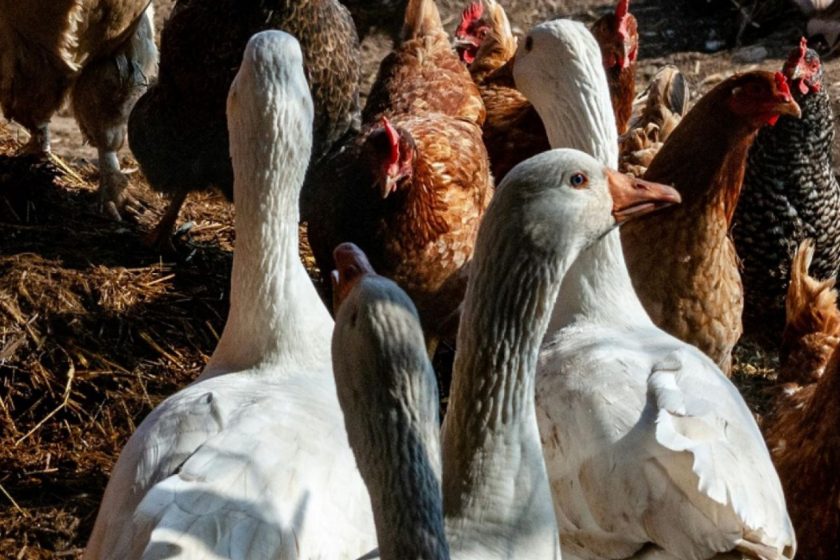 Influenza Aviar en aves de traspatio en Argentina: Sin impacto en el estatus sanitario del país