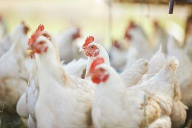 Avicultura Argentina: Motor de Desarrollo, Nutrición y Futuro