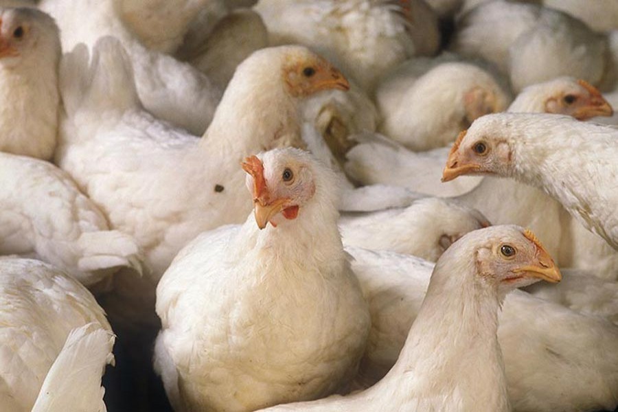 Poultry farmers in Bangladesh suffer huge financial loss
