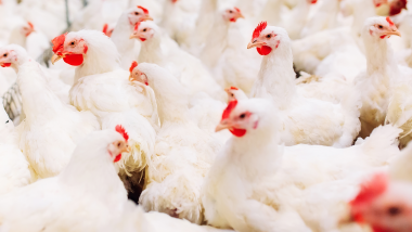 MFM powers poultry biz with upgrades, RTE, and regional push