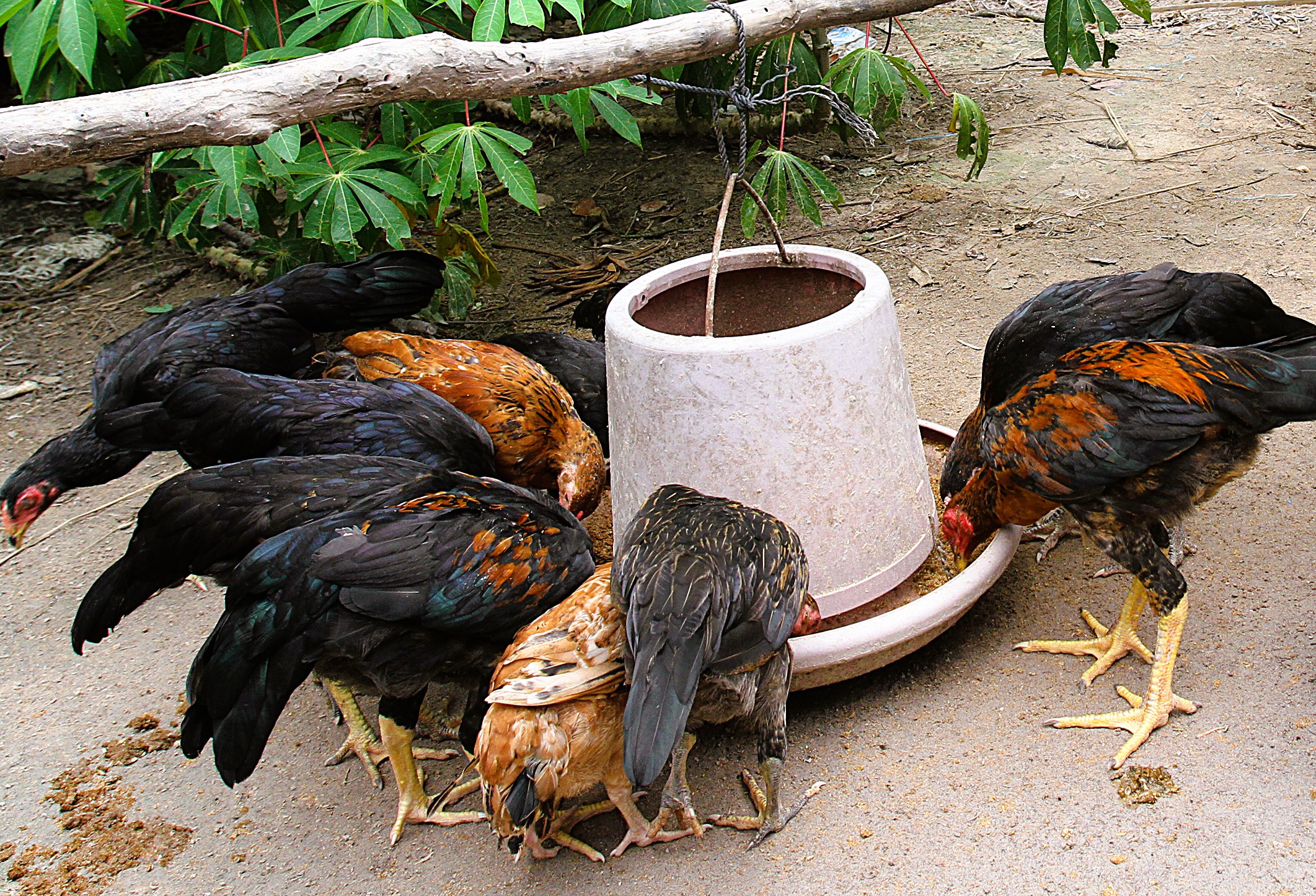 Cambodia H5N1 human cases in 2025 now numbers 11