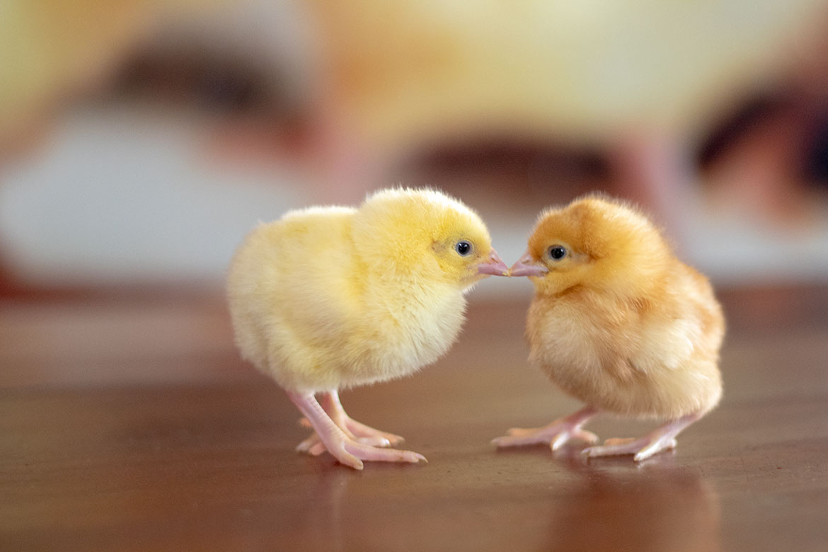 Duty on DOC may cripple Pakistan’s poultry industry