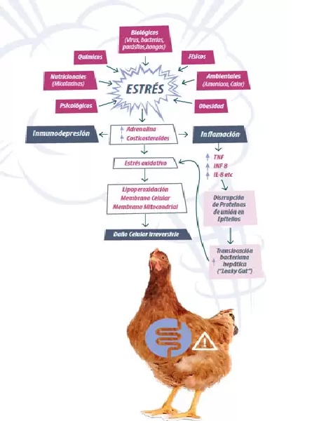 Inflamación y Estrés Crónico: El Desafío Silencioso en la Salud Animal