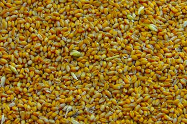 Feed wheat powers poultry nutrition amid price shifts