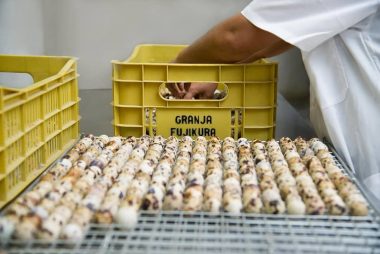 Fujikura Quail Genetics to develop quail farming in Vietnam and across Asia