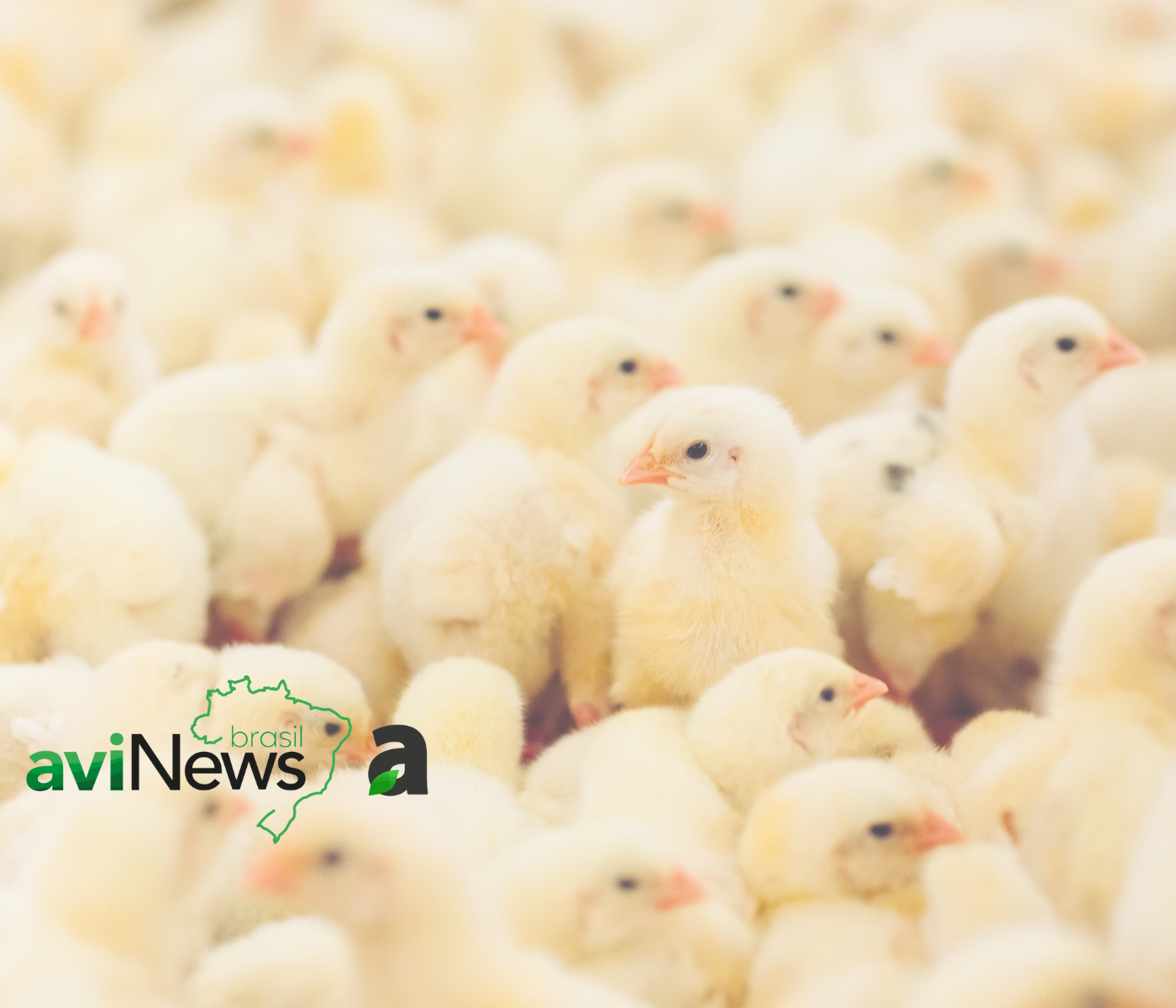 Nutrição e Fisiologia da Digestão do Frango de Corte – PARTE II