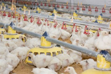 Ecuador es declarado país libre de Influenza Aviar: Un logro sanitario y económico