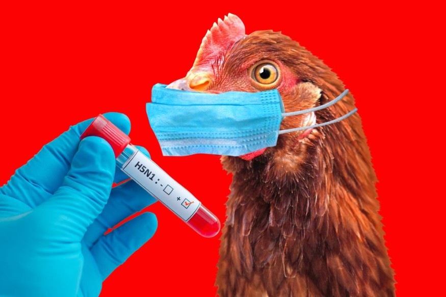 Poultry deaths raise avian influenza alarm in Odisha, India