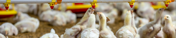 Conheça 6 fatos sobre o bem-estar animal e entenda os mitos que cercam o tema