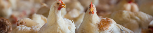 Conheça 6 fatos sobre o bem-estar animal e entenda os mitos que cercam o tema