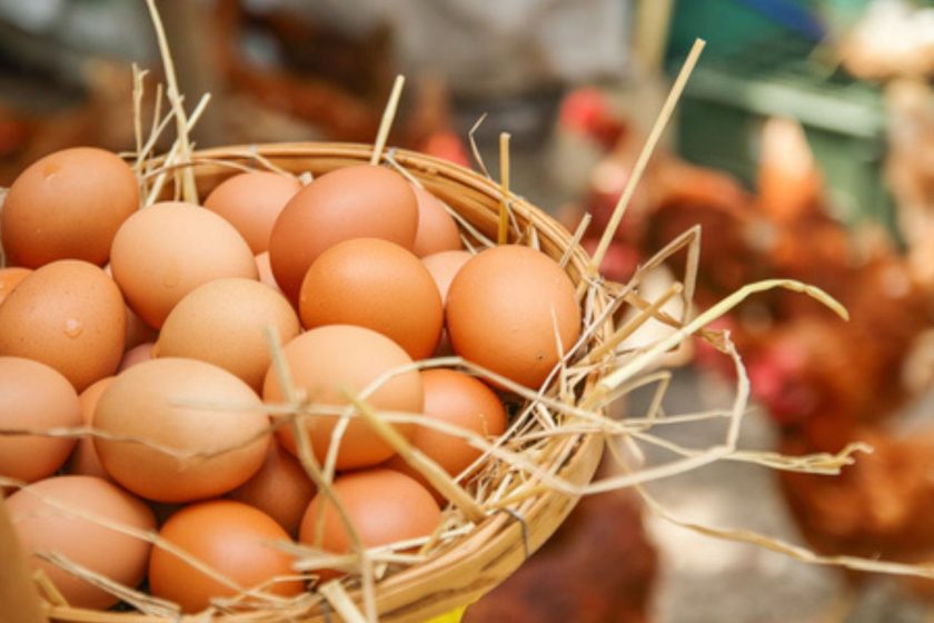 Producción de huevos en Colombia: compromiso con el bienestar animal y la bioseguridad