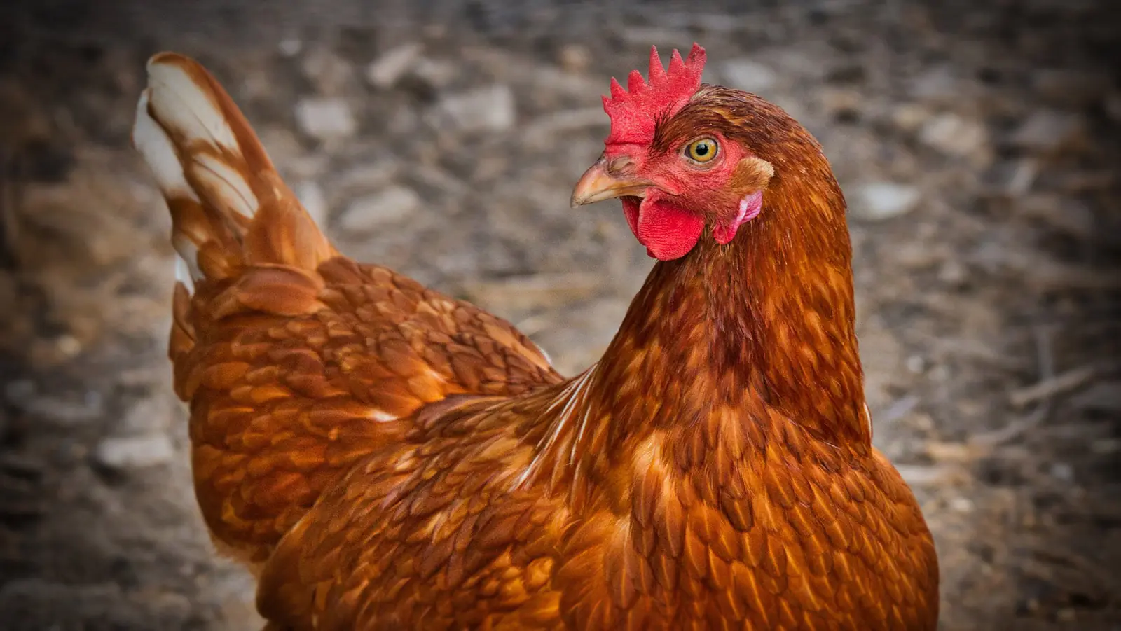 Kementan kawal ketat kegiatan Ayam Merah Putih