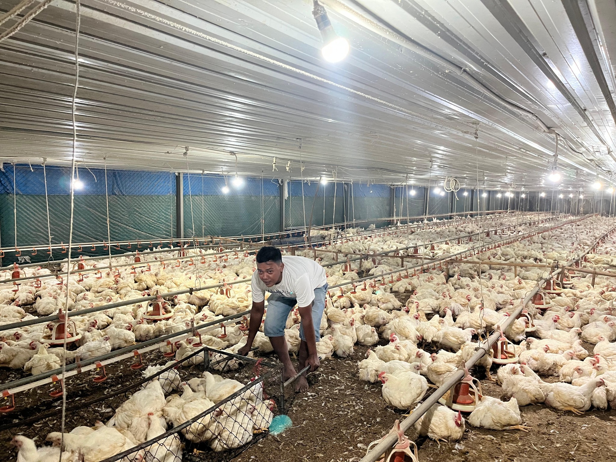 Kementan akan tindak tegas pelanggar komitmen harga ayam hidup