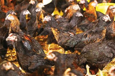 New Thai chicken breed boosts farmer incomes, reduce import reliance