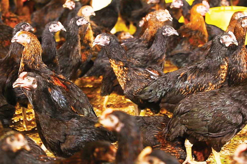 New Thai chicken breed boosts farmer incomes, reduce import reliance