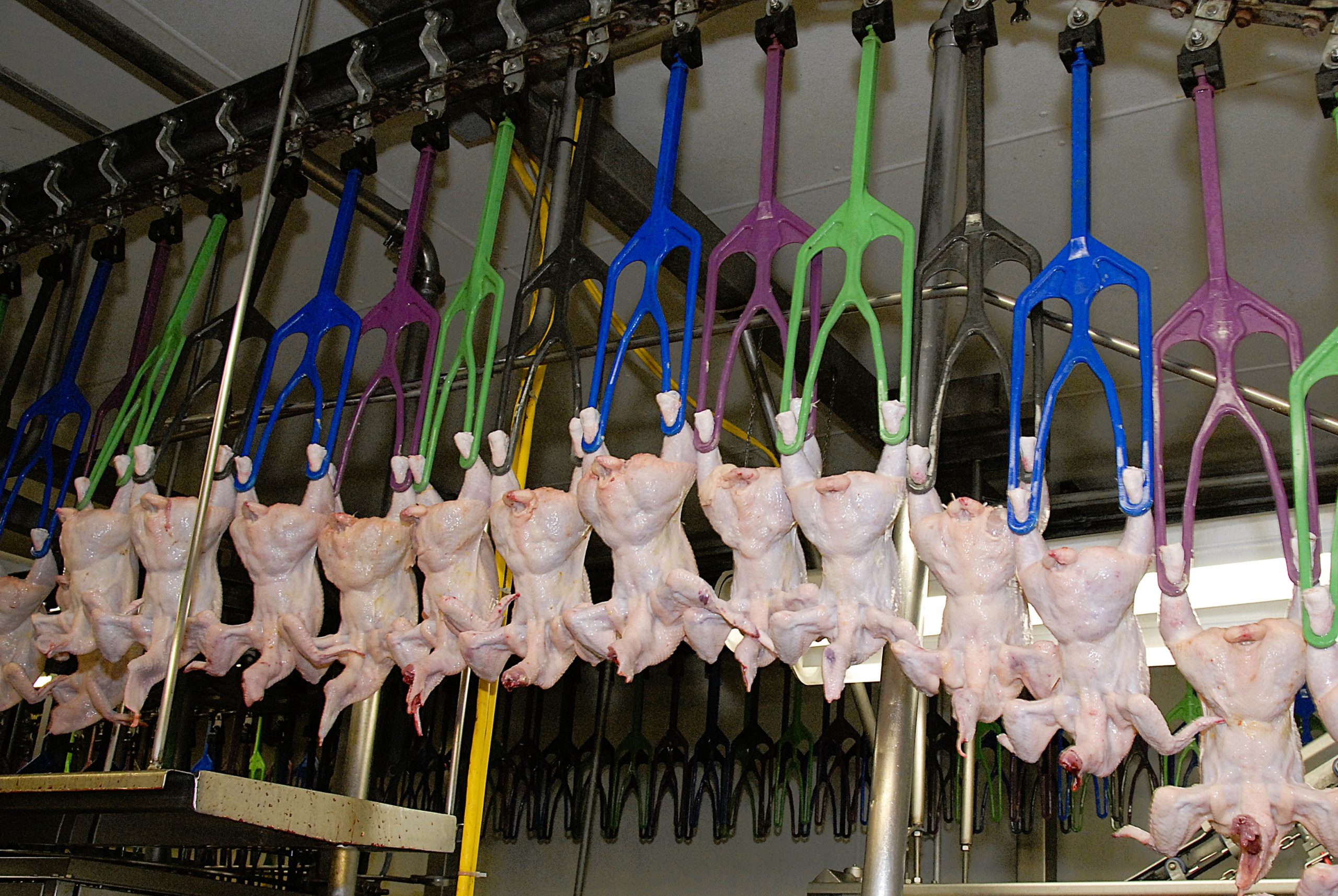 New halal poultry facility to boost food security, tourism in Bicol