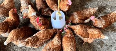 Imagen Revista Alerta en seguridad alimentaria: la presencia de cloratos