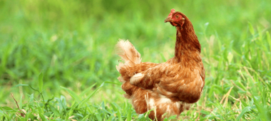 Imagen Revista Alimentación de ponedoras de larga vida productiva