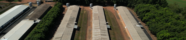 O IMPACTO DO ISOLAMENTO TÉRMICO NO DESENVOLVIMENTO DAS AVES E NA ECONOMIA DO PROCESSO PRODUTIVO