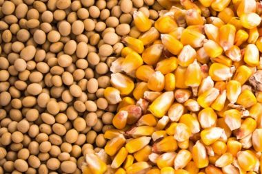 Expert urges India to rethink GM crop policy for food security