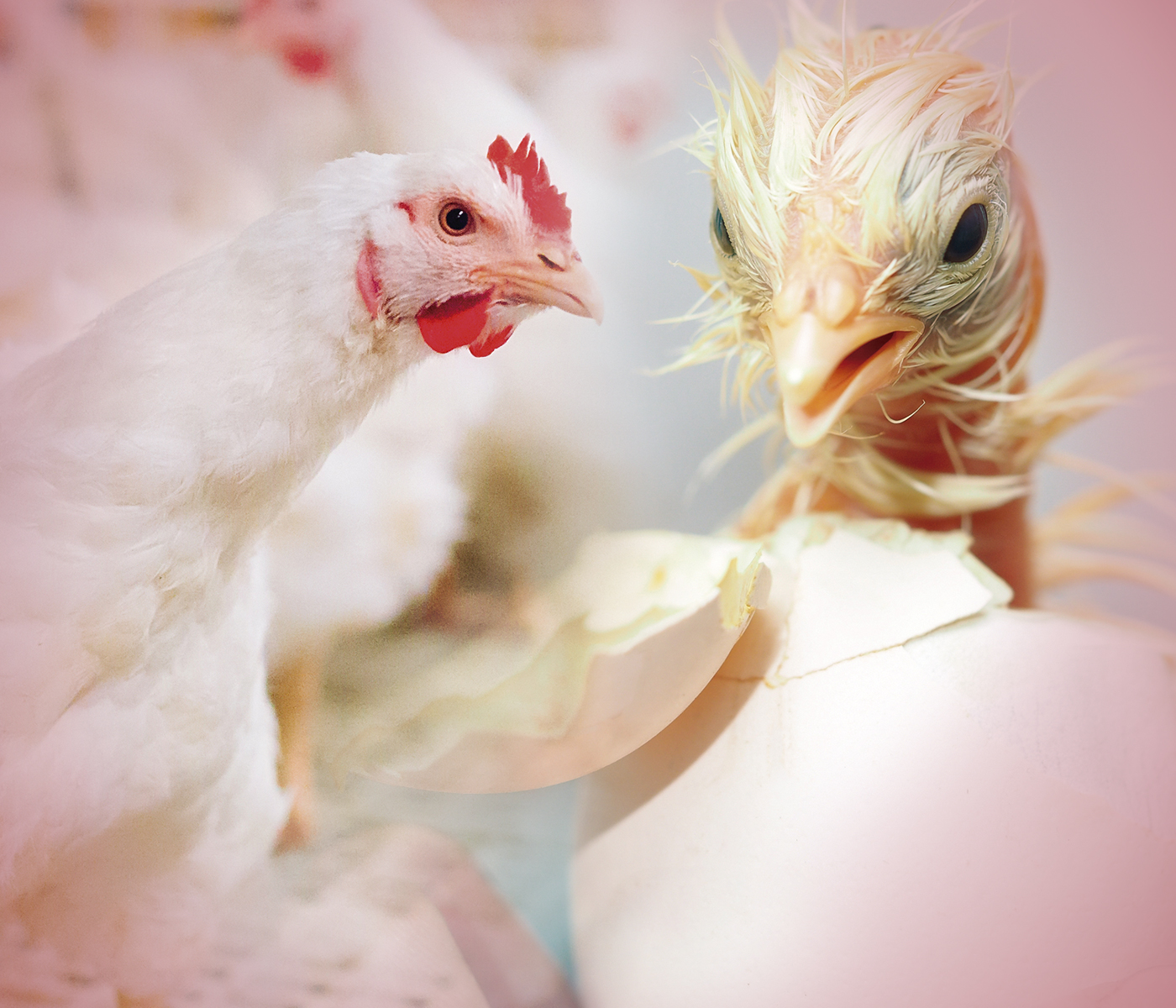 Causas de infertilidad en gallinas reproductoras