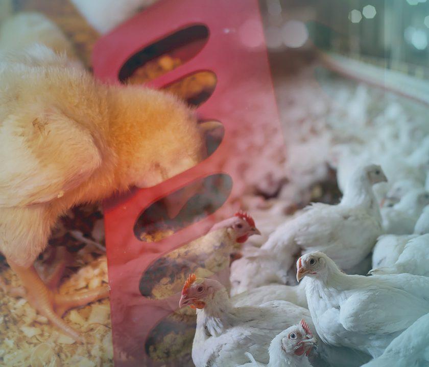 La importancia de mantener densidades de aves uniformes