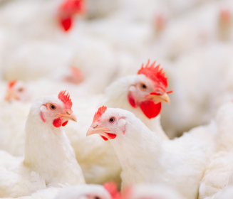 Manejo Ambiental en Granjas de Pollos de Engorde: Clave para el Bienestar y el Rendimiento