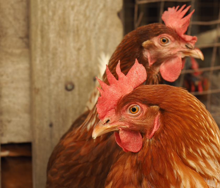 gallinas