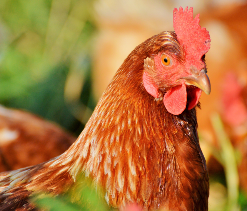 gallinas