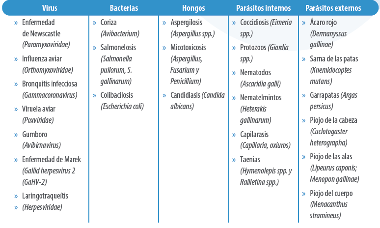 Niveles de bioseguridad en avicultura