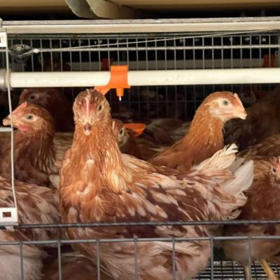 Colombia certifica su primera granja de gallinas ponedoras en bienestar animal