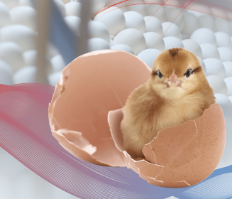Imagen Revista Factores que afectan a la calidad del pollito: Parte I