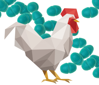 Imagen Revista Enterococcus cecorum: enfoque diagnóstico