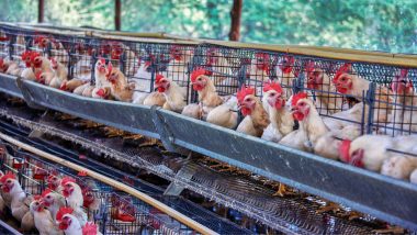 Vietnam poultry shows strong growth in breeding chicken exports