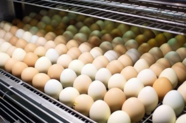 El Salvador: Avícola Campestre inaugura moderna Planta de Incubación