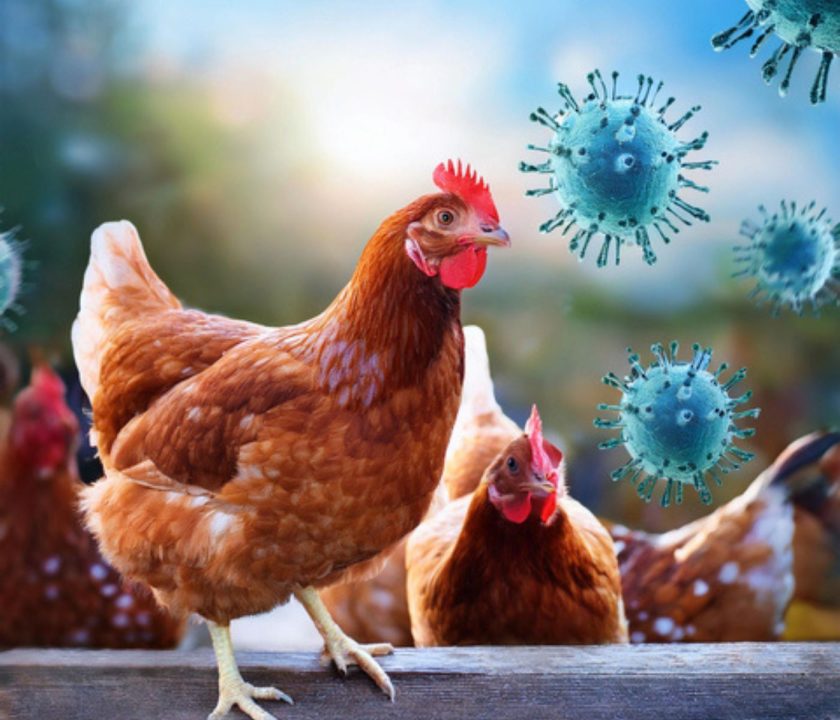 Paraguay y Uruguay refuerzan medidas ante brote de Influenza Aviar en Argentina