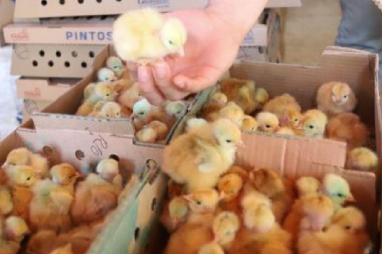 Paraguay apoya avicultura familiar: Impulso Estatal para el Desarrollo Rural