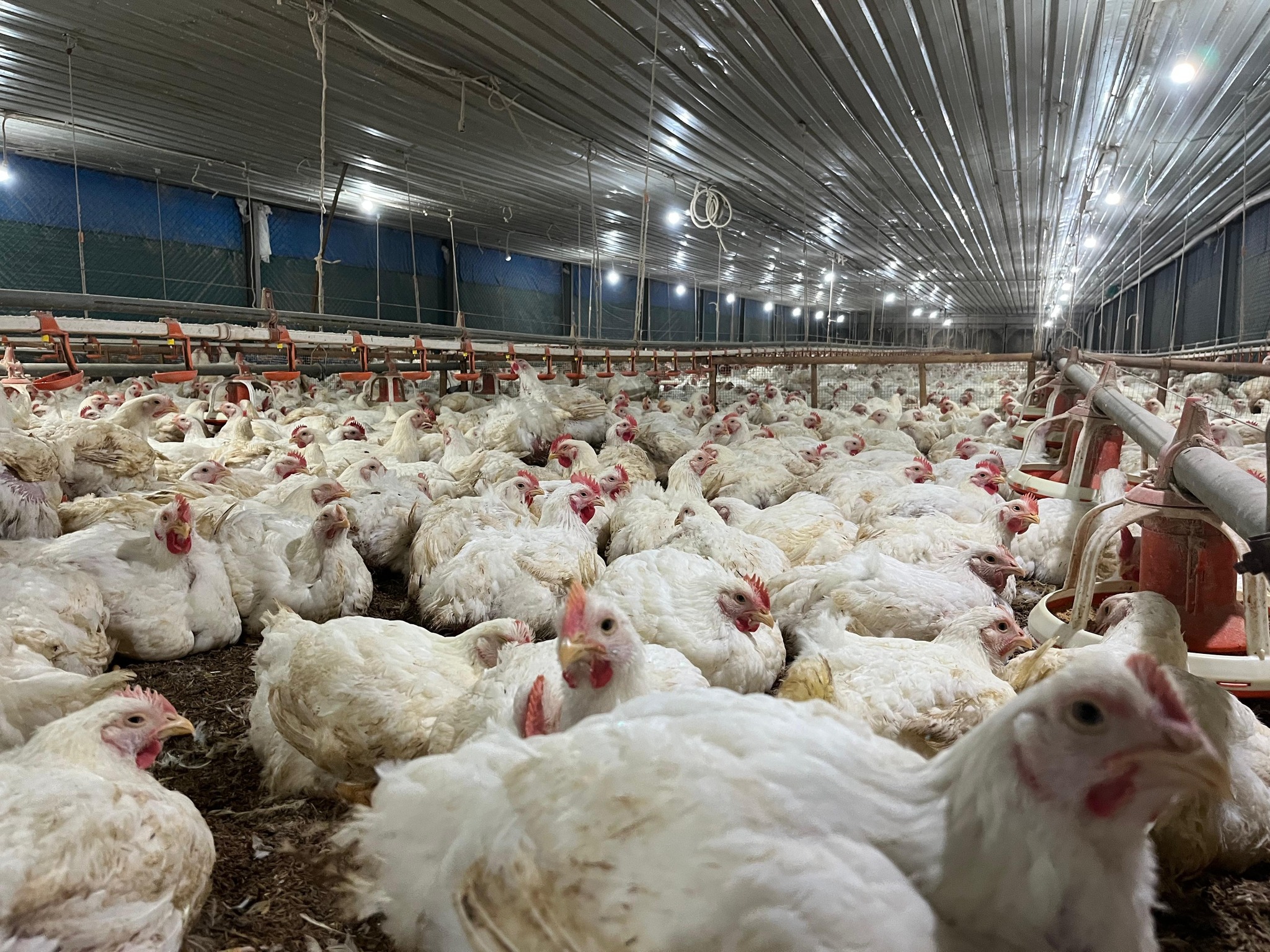 Kementan tetapkan harga jual minimal ayam pedaging hidup