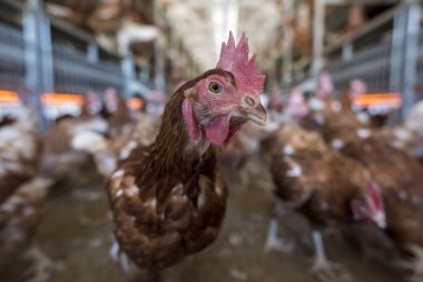 New cage- and crate-free guide for companies to meet animal welfare deadlines