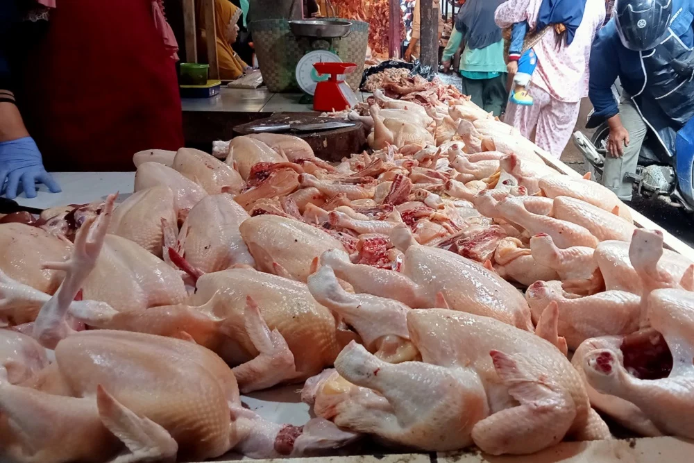 Harga ayam di bawah HPP bikin peternak makin terpuruk