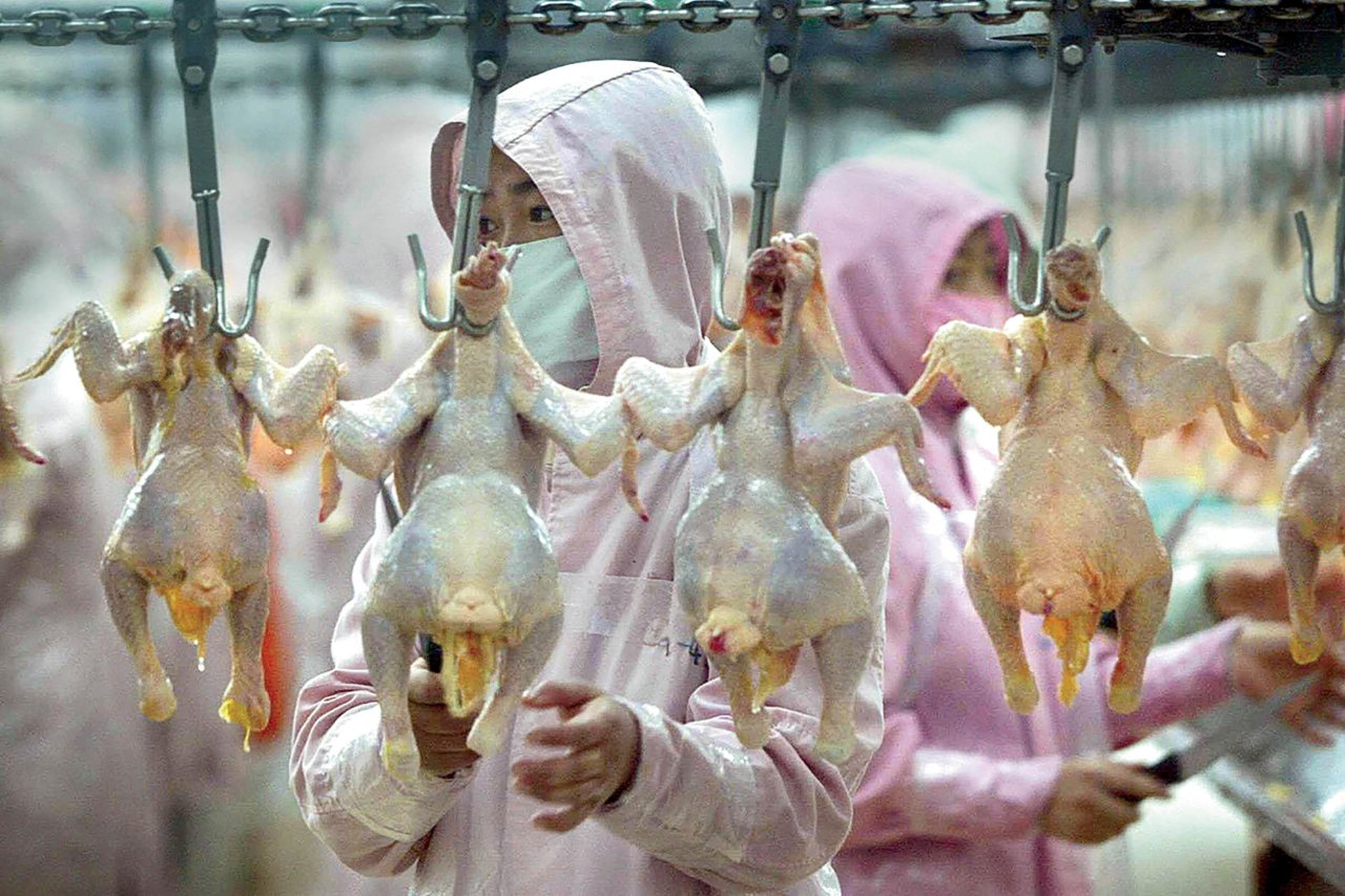 Asian poultry finds export opportunities in uncertain times