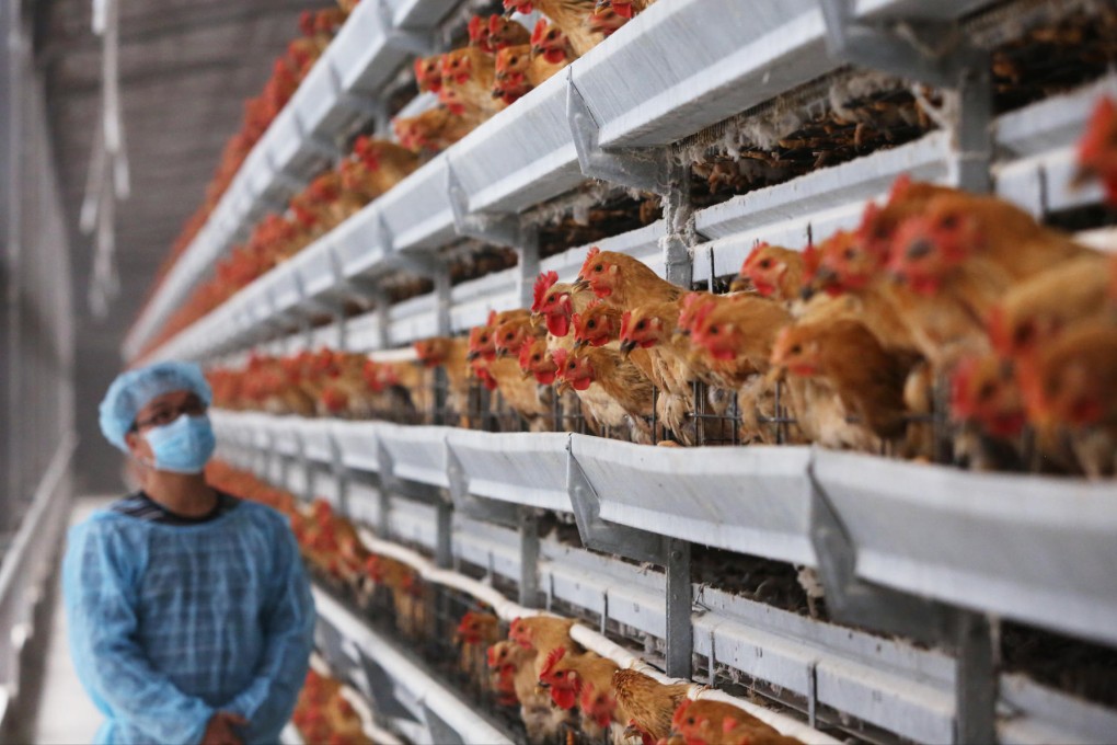 poultry