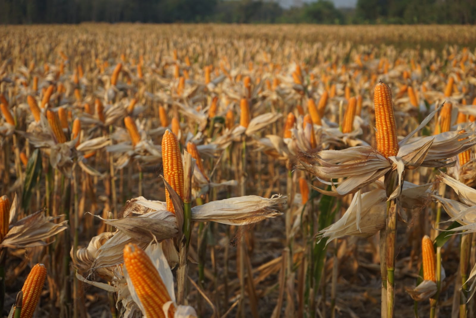 Provinsi mana saja sebagai sentra produksi jagung di Indonesia?