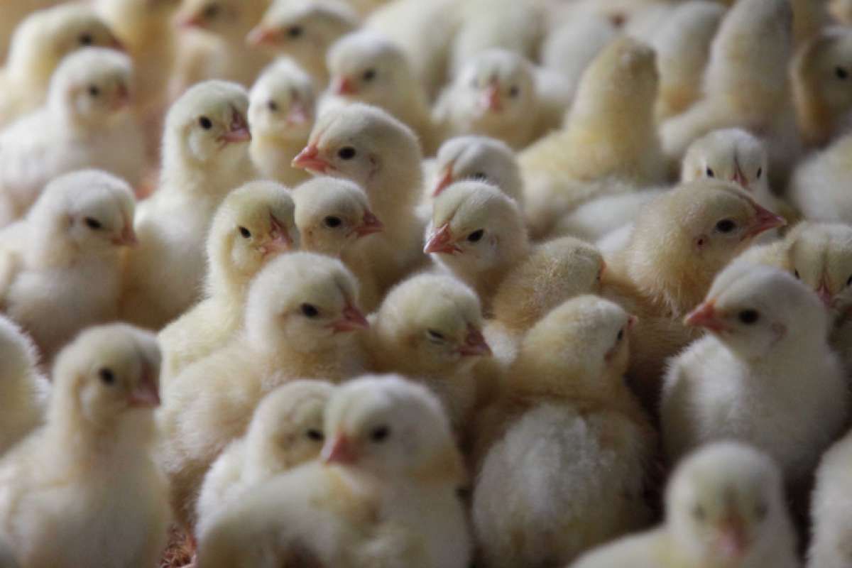 Kinerja CP, Japfa dan Malindo tertekan harga broiler dan DOC