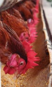 gallinas ponedoras