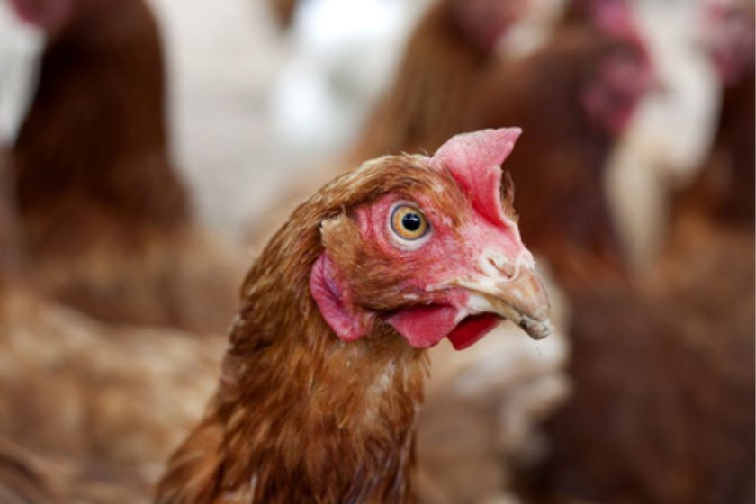 Argentina detecta un caso de Influenza Aviar en gallinas ponedoras