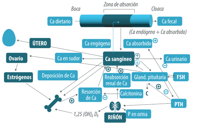 Cascarón del Huevo: Pilar de la calidad en la industria avícola moderna