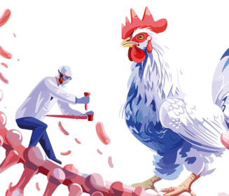 Imagen Revista Cómo 22 años de genómica están moldeando el futuro de la avicultura