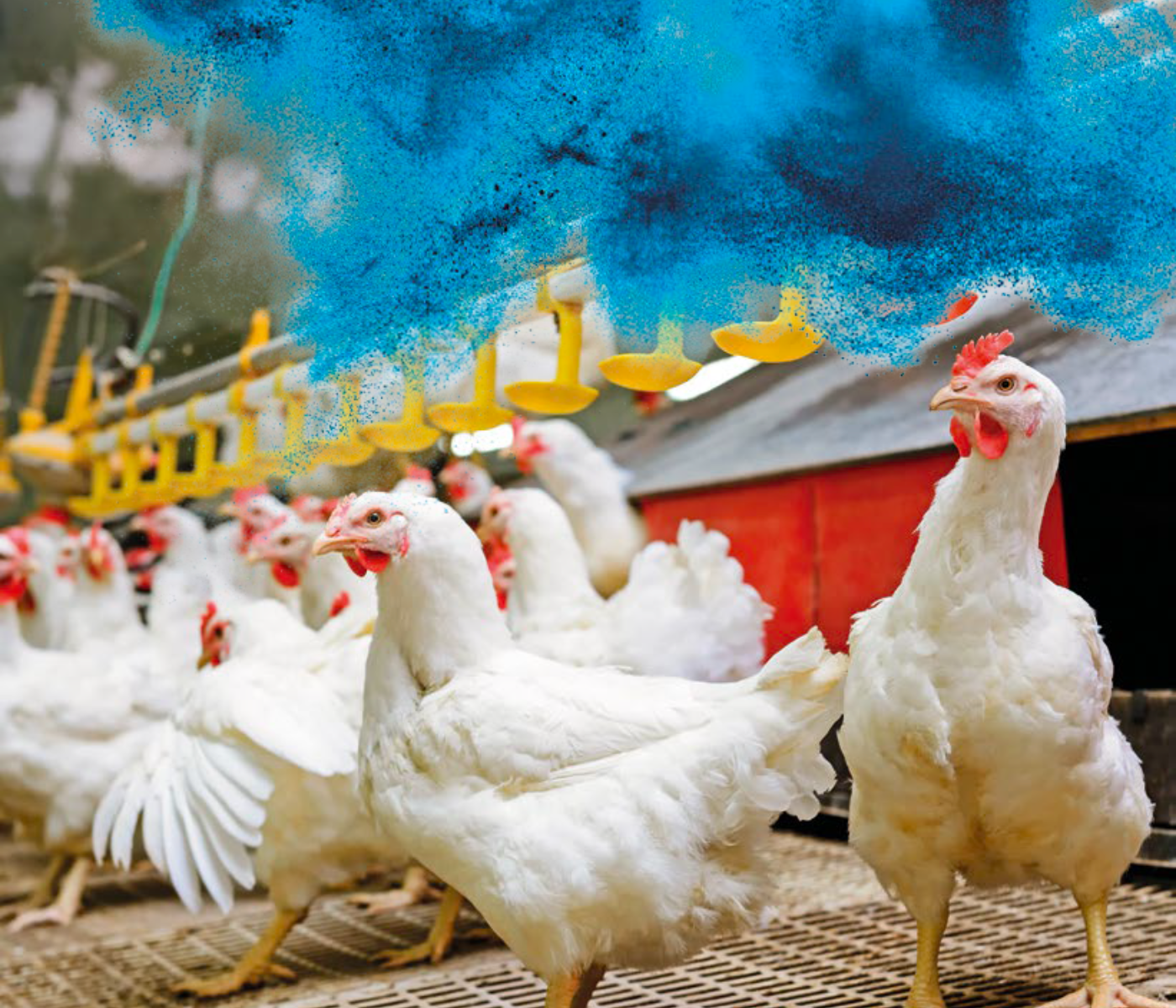 Efecto del Di Heptarine® sobre la respuesta inmune a los programas de vacunación en aves de larga vida